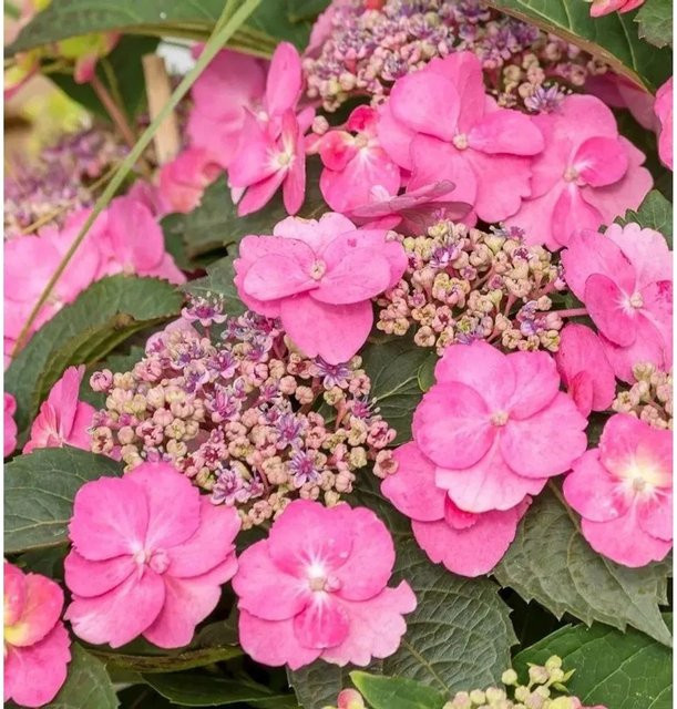 Berghortensie Pink Petticoat Hydrangea serrata in Pink von Nr-01.de - Bild 1