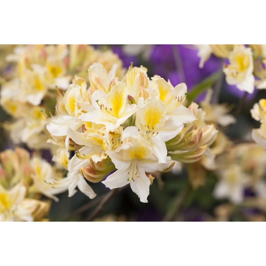 Rhododendron Luteum Daviesii Gelb Zierstrauch für den Garten 80–100 cm - Bild 2
