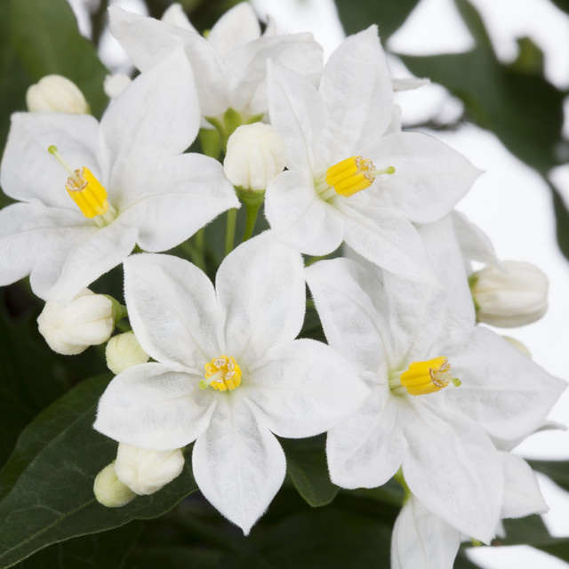 BLUME2000 Sommerjasmin Solanum jasminoides Kletterpflanze, 3 Stück - Bild 1