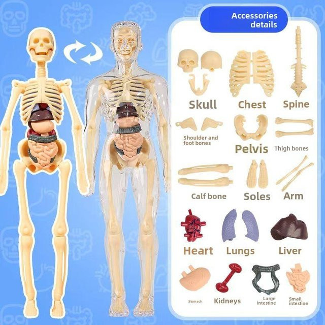 UYAOZHISHANG 3D menschlicher Körper Torso, Anatomie Skelett, Simulation Organ & abnehmbares Knochen, transparent - Bild 1
