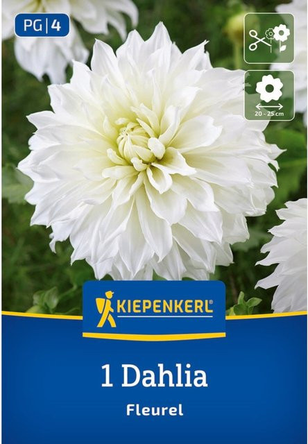 Kiepenkerl Großblütige Dekorativ-Dahlie Fleurel, 1 Zwiebel, weiß - Bild 1