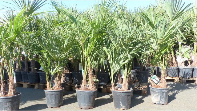 Trachycarpus fortunei Hanfpalme, winterhart bis -18°C, Höhe: 150 - 170 cm - Bild 1