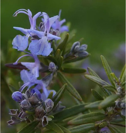 Rosmarin Upright Blue Rosmarinus officinalis Blau
