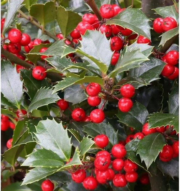 Ilex meserveae Stechpalme Heckenfee als grüne Heckenpflanze von Nr-01.de - Bild 1