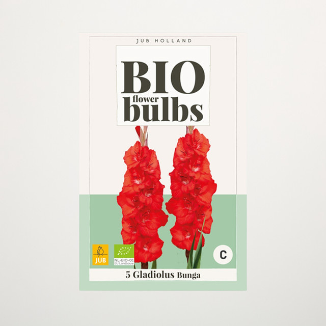 BIO Gladiole Bunga Knollen für Gartenbeete, Kübel und Balkon, 5 Stück - Bild 1