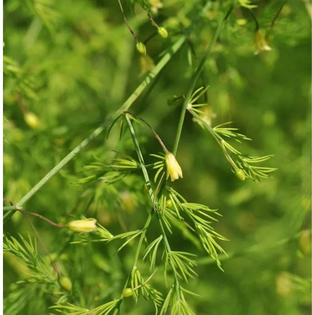 Zierspargel Spitzenschleier Asparagus pseudoscaber grüne Zierpflanze für den Garten - Bild 1