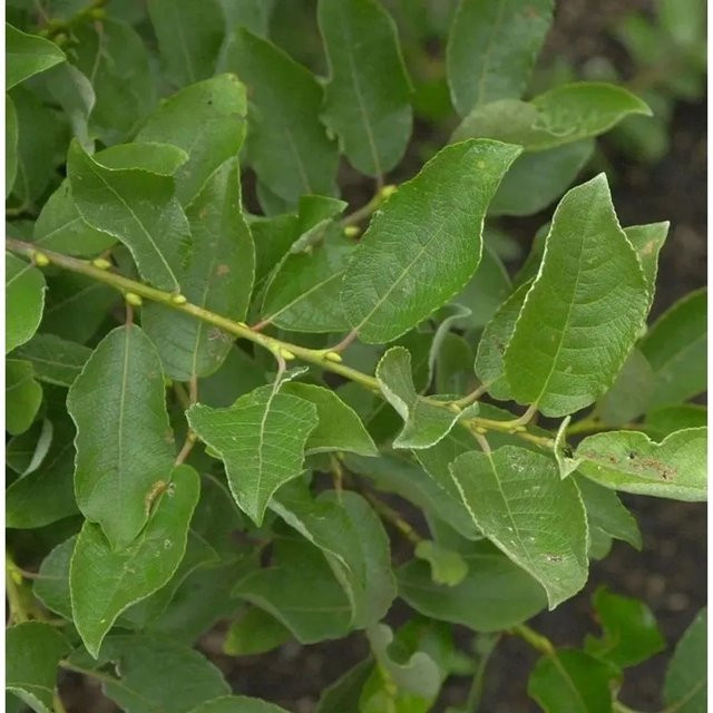 Salweide Salix caprea Strauch in Grün, Höhe: 60-80 cm - Bild 1