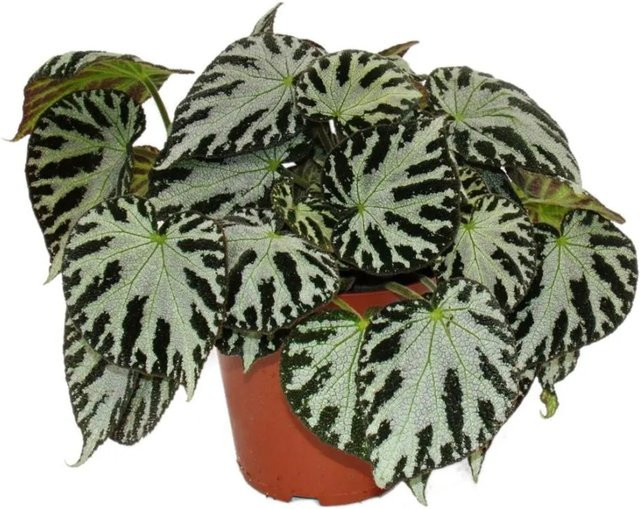 Exotenherz Blattbegonie Silver Jewel Königsbegonie Blattschmuckbegonie im 12cm Topf - Bild 1
