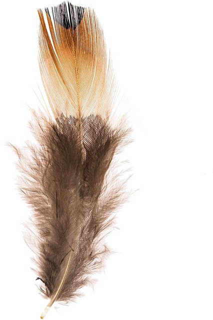 idee. Fasanenfedern in Natur Hell, 3g - Bild 1