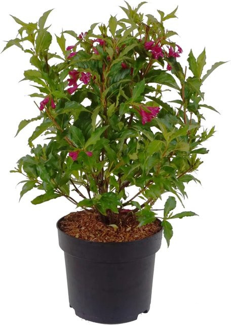 GROW by OBI Weigelie Bristol Ruby als pflegeleichter Strauch im 4,5l Topf, Höhe: 60-80 cm - Bild 1