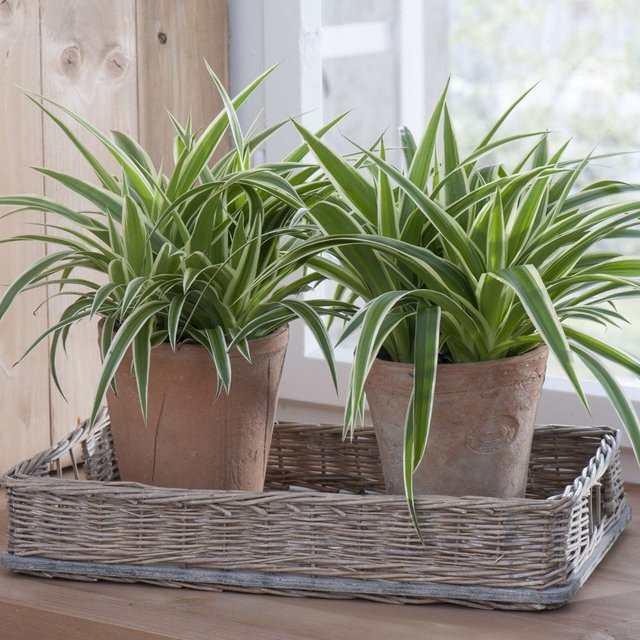 Zimmerpflanzen-Set Gestreiftes Duo mit 2 Chlorophytum Pflanzen von Mein schöner Garten Shop in Grün und Weiß - Bild 1