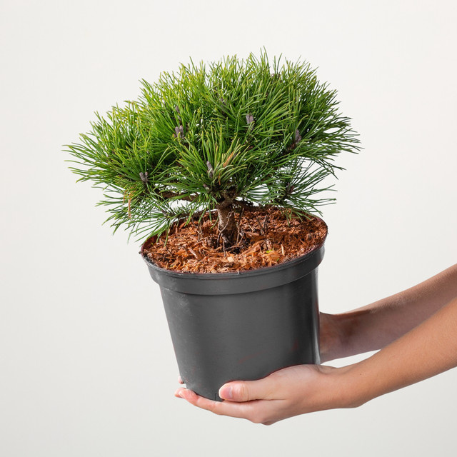 Zwerg-Bergkiefer Mops Pinus mugo von BLUME2000 im Kübel - Bild 1