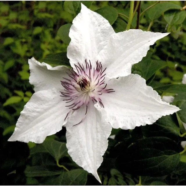 Clematis Waldrebe Gladya Picard weiße Kletterpflanze für die Begrünung von Zäunen oder Gemäuern - Bild 1