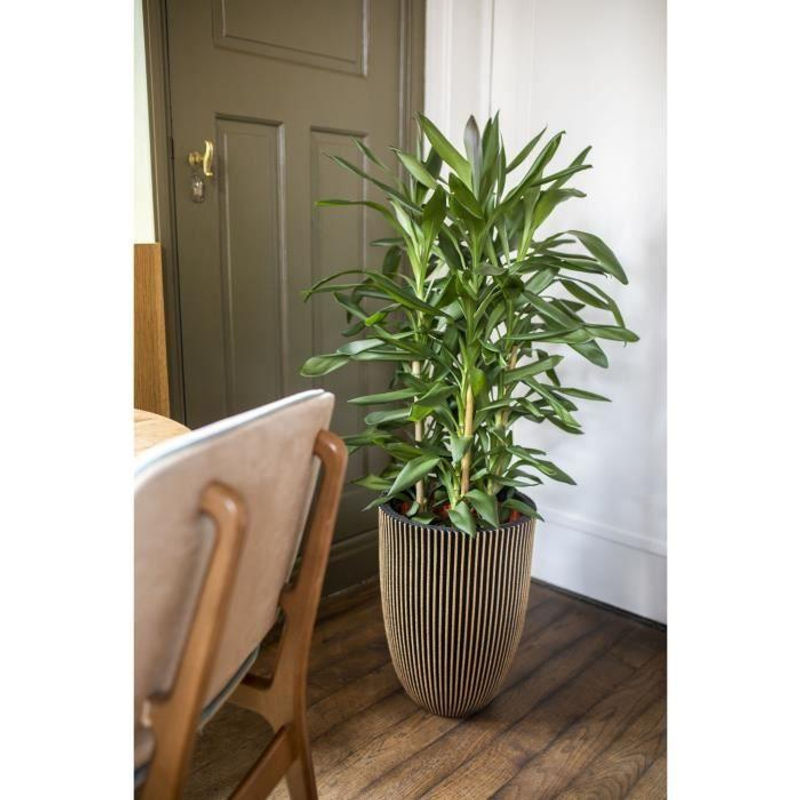 CAPI EUROPE Elegante Vase GROOVE in Schwarz und Gold, B/T/H: 34 x 34 x 46 cm - Bild 2