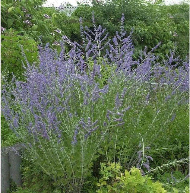 Perovskia atriplicifolia Blauraute Blue Spire blauer Zierstrauch für Garten, Balkon und Terrasse - Bild 1