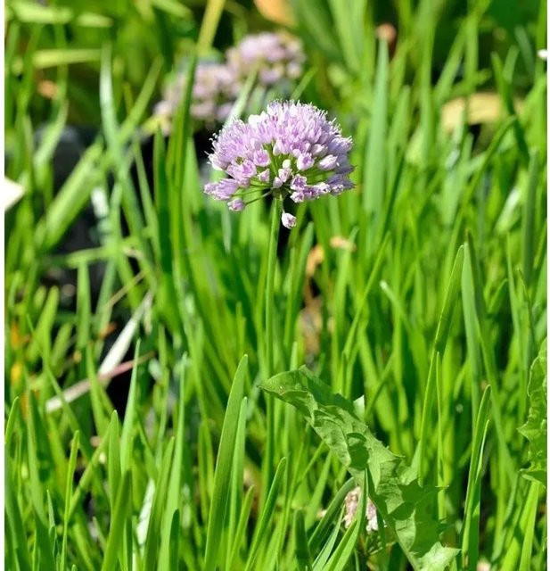 Berglauch Millenium Allium senescens lila mehrjährige Pflanze im Topf - Bild 1