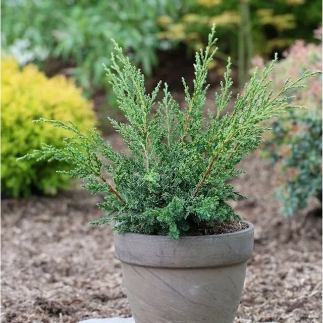 Strauchwacholder Blaauw Juniperus chinensis in Grünblau, Höhe: 60-70 cm - Bild 1