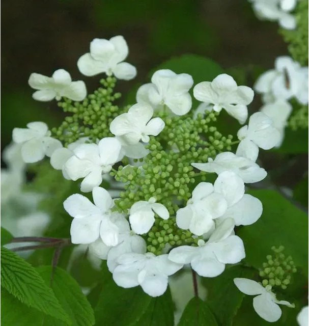 Japanischer Schneeball St. Keverne Viburnum plicatum als Zierstrauch in Weiß und Rosa, Höhe: 100-125 cm - Bild 1