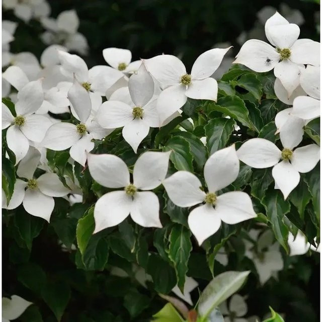 Japanischer Blumenhartriegel Summer Sky Cornus kousa von Nr-01.de, weiß-grüner Zierbaum für den Garten, Höhe: 40-60 cm - Bild 1