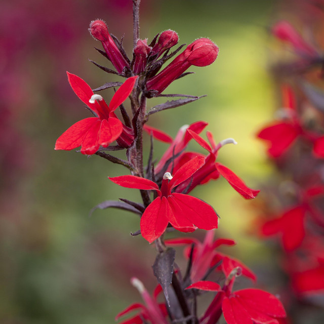 Lobelia fulgens BLUME2000 Wasserlobelie für Gartenteich, Balkon und Kübel, 3 Stück - Bild 1