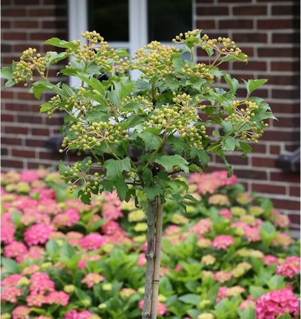 Hochstamm Echter Schneeball Viburnum opulus Roseum in Weiß, Rosa und Grün, Höhe: 80-100 cm - Bild 1
