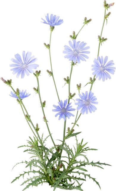 LaCaTho Wegwarte Samen Cichorium Intybus Blaue Wildblume für 5 m2 mit 4000 Samen - Bild 1