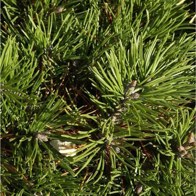 Hochstamm Zwerg Hakenkiefer Pinus uncinata Grüne Welle 40-60 cm - Bild 1