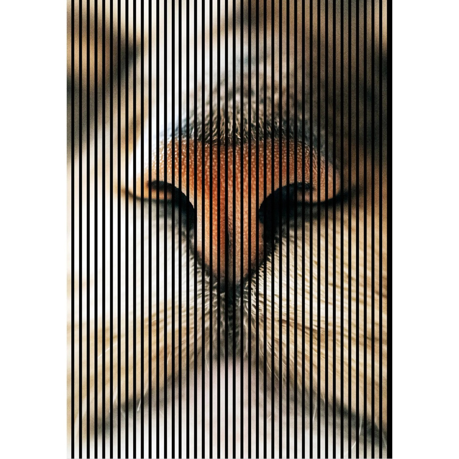 FN Acustico Akustikplatte Cat 1 aus PET und MDF in Bunt, H x B x T: 2.400 x 1.693 x 19 mm - Bild 2