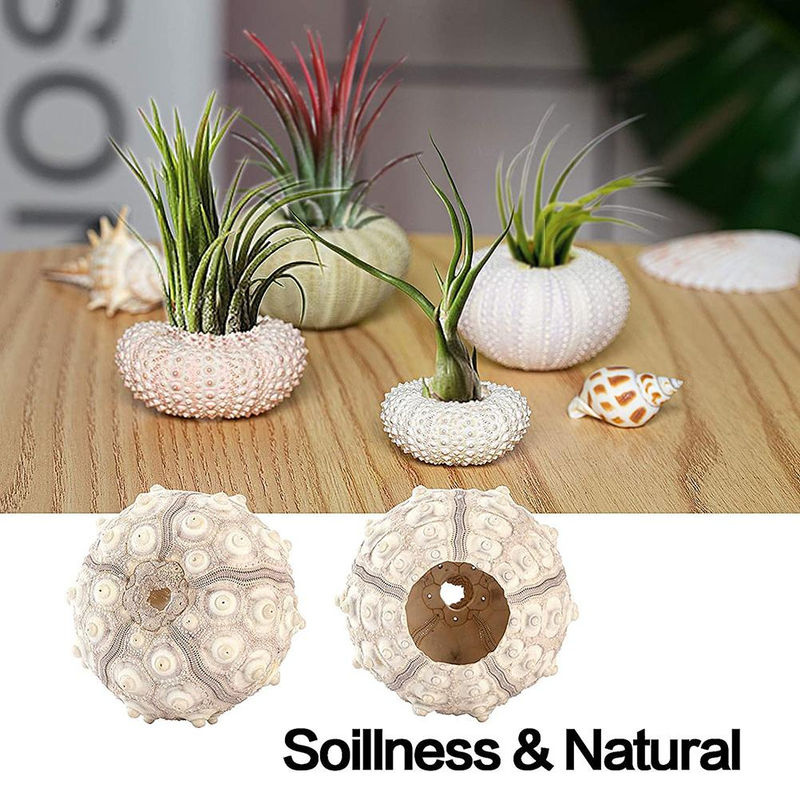 5er Set dekorative Hängepflanztöpfe mit Seeigel-Motiv für dein Zuhause oder Büro - Bild 2