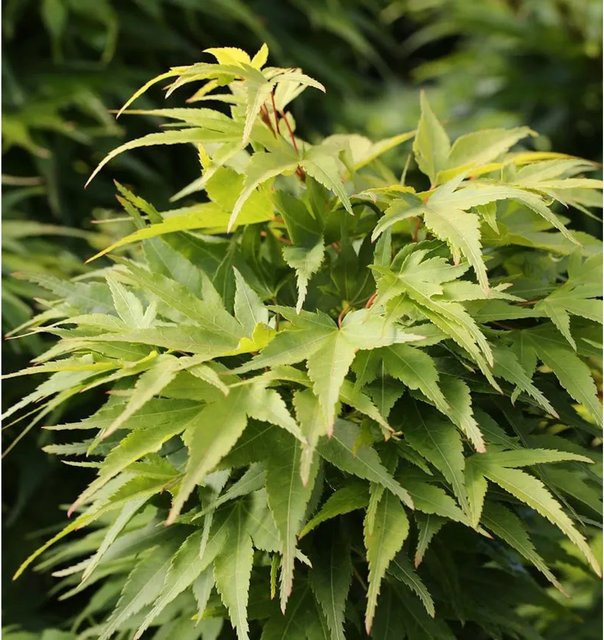 Fächerahorn Mikawa Yatsubusa Acer palmatum als Ziergehölz in Grün und Goldgelb, Höhe: 30-40 cm - Bild 1