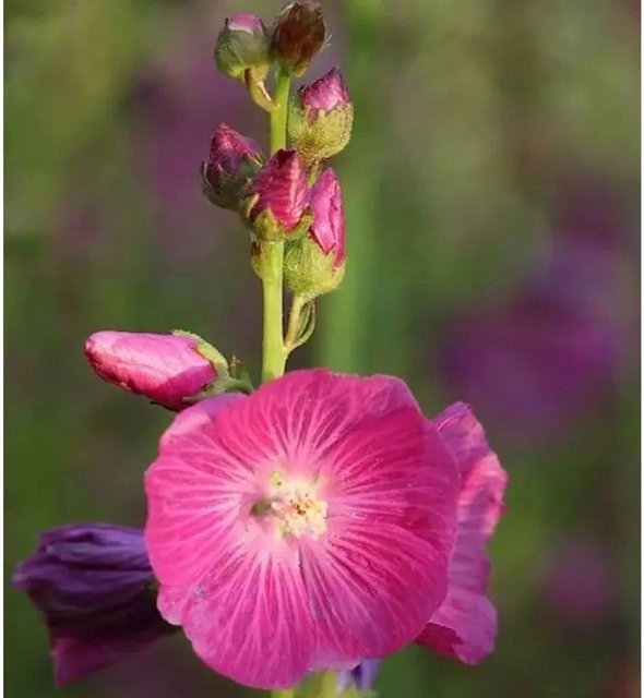 Prärie Malve Sidalcea oregana Stauden für das Beet und als Schnittblume - Bild 1