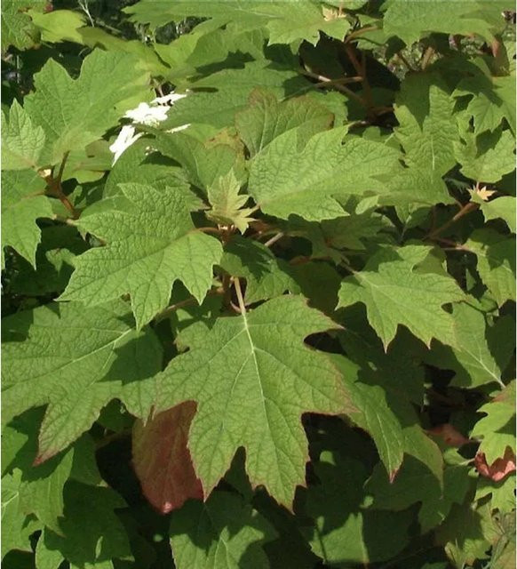 Eichenblättrige Hortensie Amethyst Hydrangea quercifolia in Weiß, Höhe: 40-60 cm - Bild 1