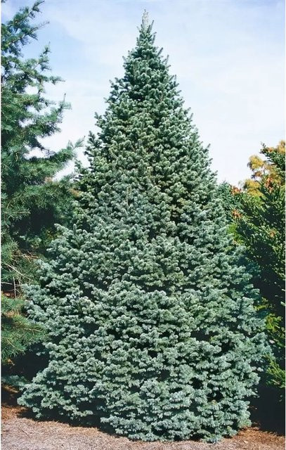 Abies Lasiocarpa Compacta Kompakte Tanne Blaugrün 80–100 cm - Bild 1