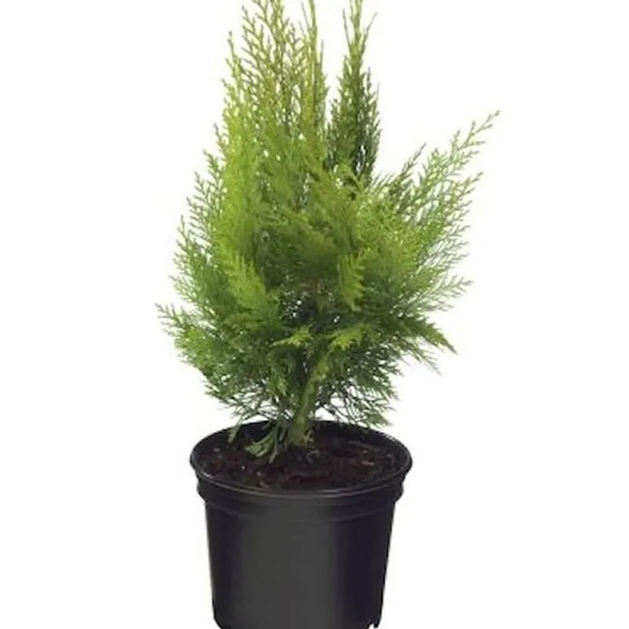 Gelbe Kegelzypresse Ellwoodii Empire Chamaecyparis awsoniana für Hecken und Steingärten, Höhe: 20-30 cm - Bild 2