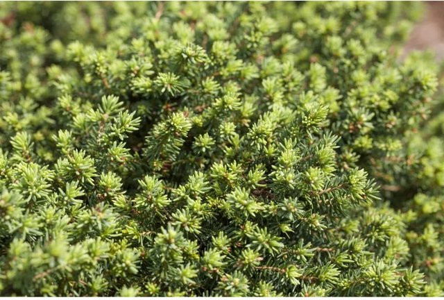 Picea Abies Little Gem Zwergfichte Kompakt, grüne Konifere für den Garten und Outdoor-Bereich, Höhe: 25 cm - Bild 1