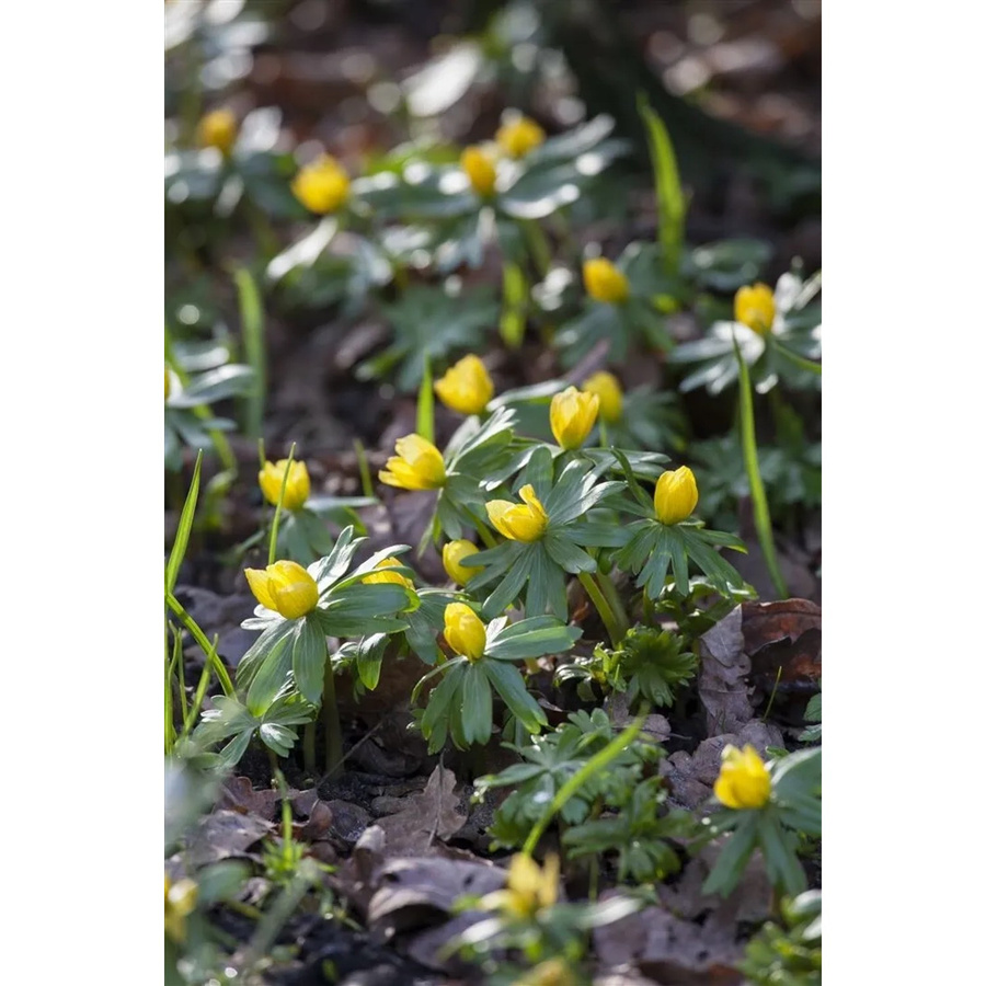 Eranthis Hyemalis Winterling gelbe Staude als Bodendecker im Topf - Bild 2