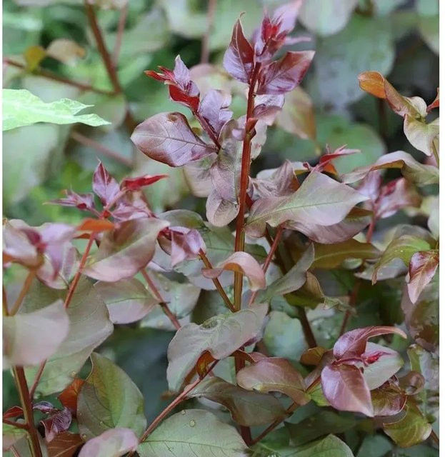 Chinesische Kräuselmyrte Rhapsody in Pink Lagerstroemia indica, rosa Strauch, Höhe: 30-40 cm - Bild 1