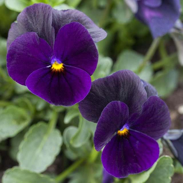 Violettes Hornveilchen Viola als mehrjährige Zierpflanze von Mein schöner Garten Shop - Bild 1