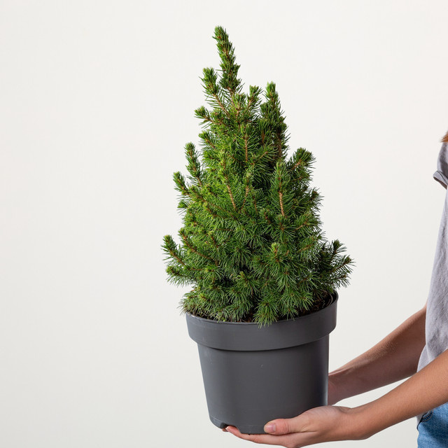 Zuckerhutfichte Conica XL Picea glauca von BLUME2000 im Topf - Bild 1