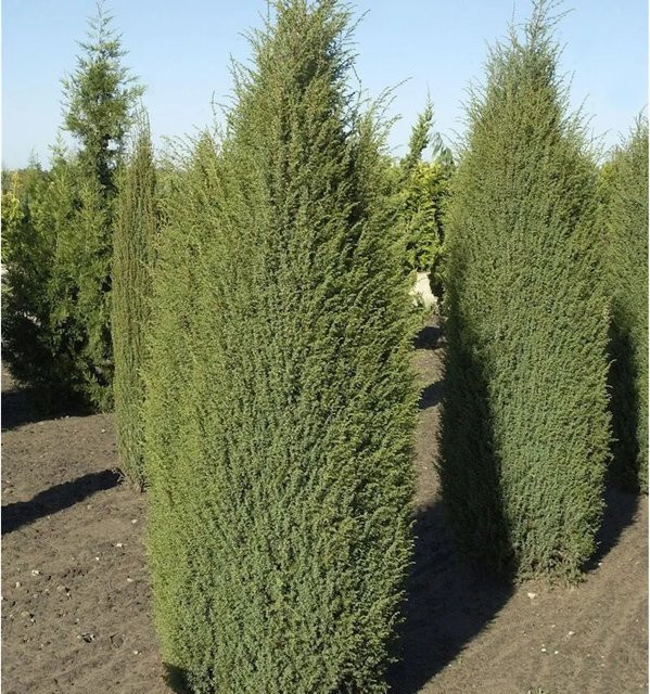 Irischer Säulenwacholder Juniperus communis von Die Nr-01.de, bläulich-grün, Höhe: 100-125 cm - Bild 1