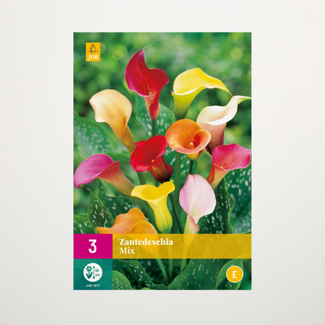 Calla Mix von BLUME2000 mit 3 Wurzeln - Bild 1
