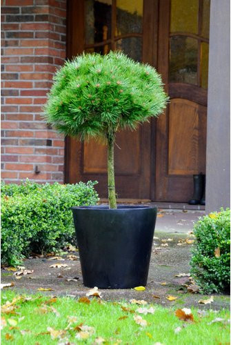 Botanico Schwarzkiefer Pinus nigra Brepo immergrüne Konifere in grünem Kunststofftopf - Bild 1