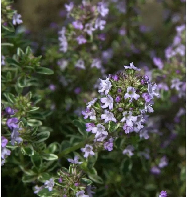 Echter Thymian Fleur Provencale Thymus vulgaris Gewürzpflanze von Nr-01.de - Bild 1