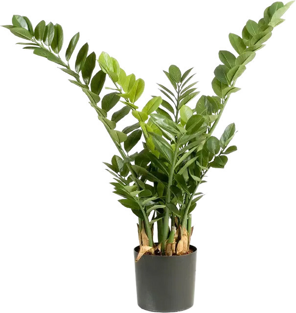 Künstliche Zamioculcas Svea von Aplanta, Grün, Höhe: 90 cm - Bild 1