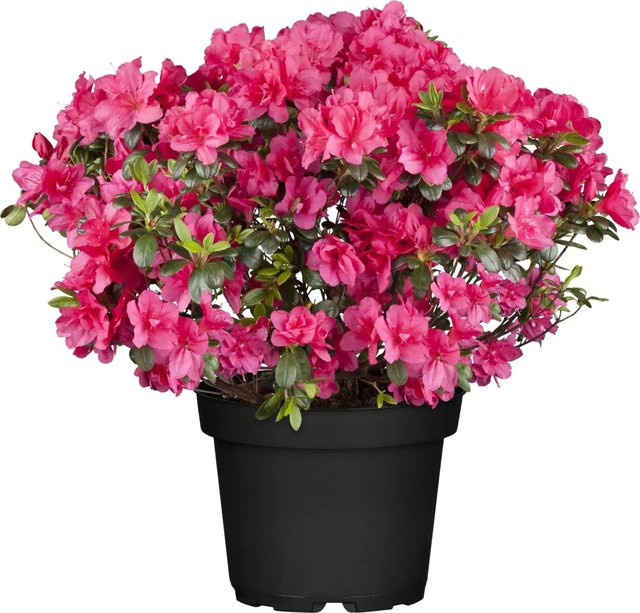 GROW by OBI Japanische Azalee Canzonetta Rot Rhododendron obtusum im Topf, Höhe: ca. 20 - 25 cm - Bild 1