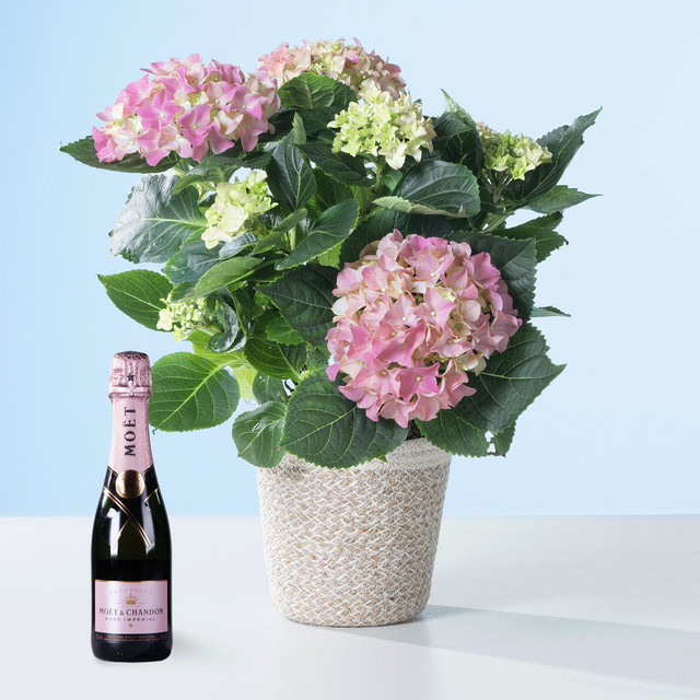 Moet & Chandon Imperial Rosé Champagner 0,375l Pink Magic - Bild 1
