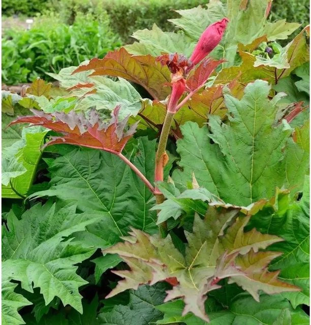 Rhabarber Canada Red Rheum rhabarbarum rote Sorte im Topf - Bild 1