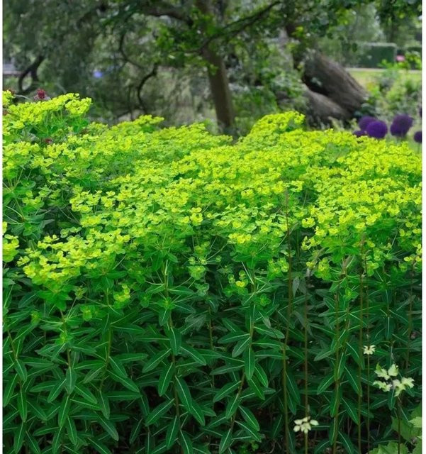 Hohe Wolfsmilch Euphorbia cornigera als mehrjährige Beet-Staude in Grün, Gelb und Gold von Nr-01.de - Bild 1