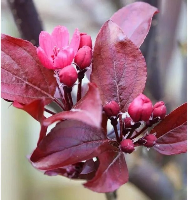 Rotlaubiger Zierapfel Scarletta Malus toringo Hochstamm von Nr-01.de, Höhe: 100-125 cm - Bild 1