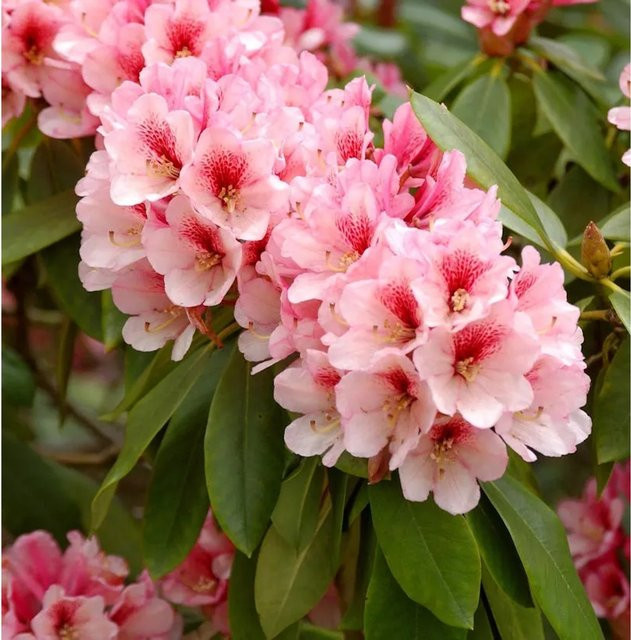 INKARHO Rhododendron Alpenrose als Zierstrauch in Pink, Höhe: 30-40 cm - Bild 1